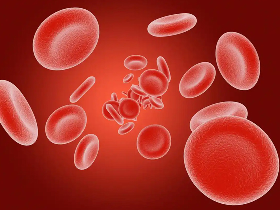 血小板：支持血液循环的关键细胞